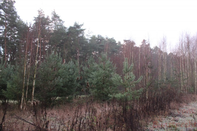 Bildla Nummära 033.jpg