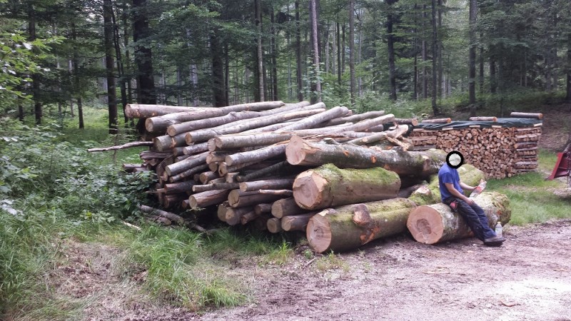 Holz 2014.jpg