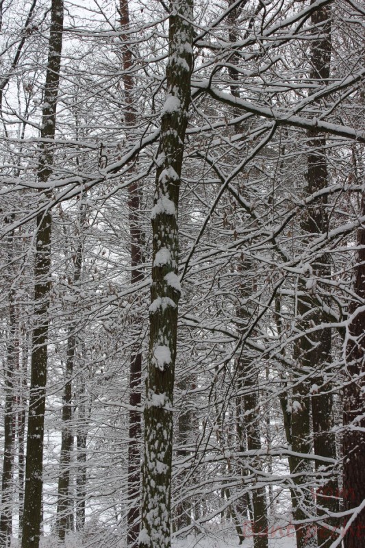 Bildla Nummära 002.jpg