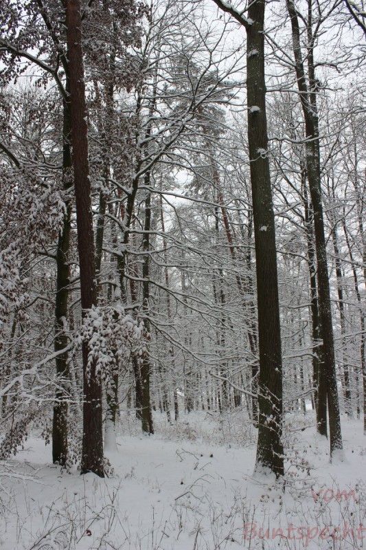 Bildla Nummära 003.jpg