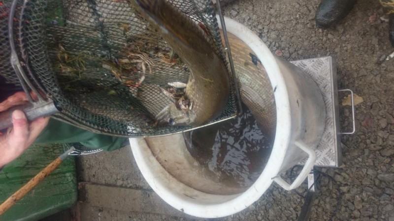 Allerlei im Kescher.jpg