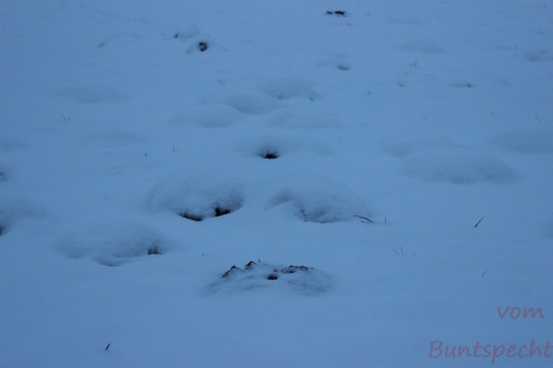 Bildla Nummära 008.jpg