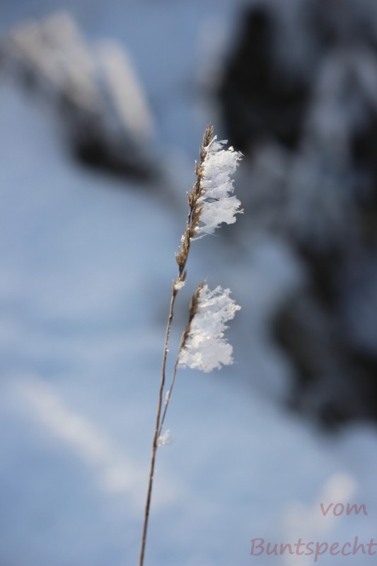 Bildla Nummära 016.jpg