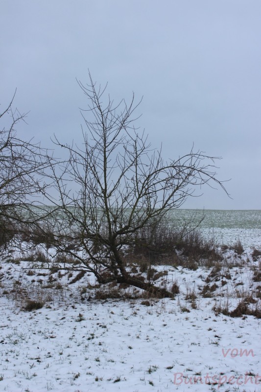 Bildla Nummära 011.jpg