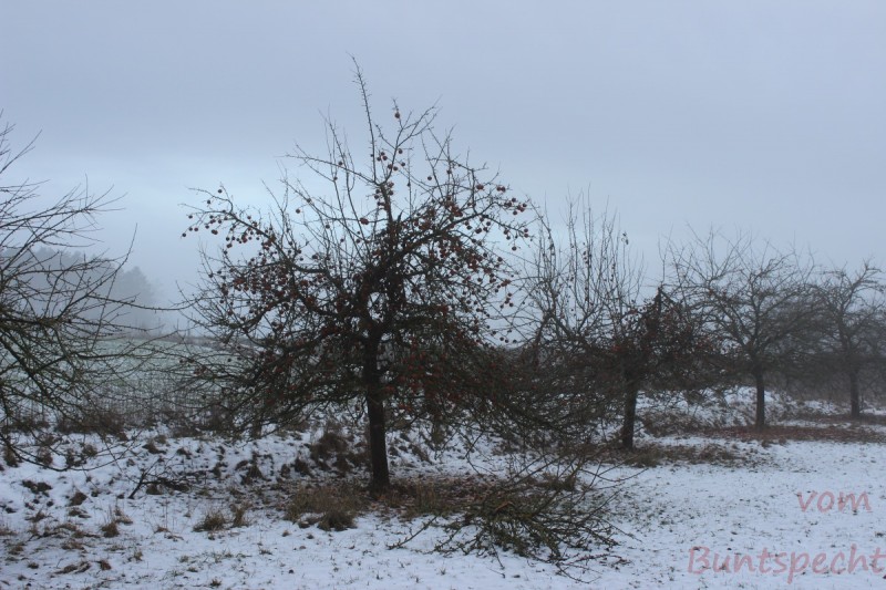 Bildla Nummära 012.jpg