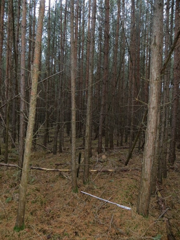 40-jährig 1,2m Pflanzabstand.jpg