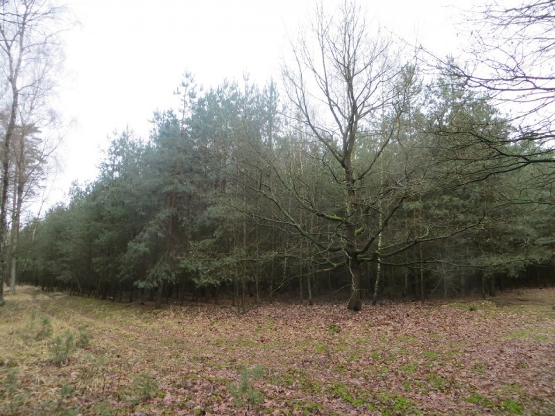 30-jährig 1,5Pflanzabstand.jpg