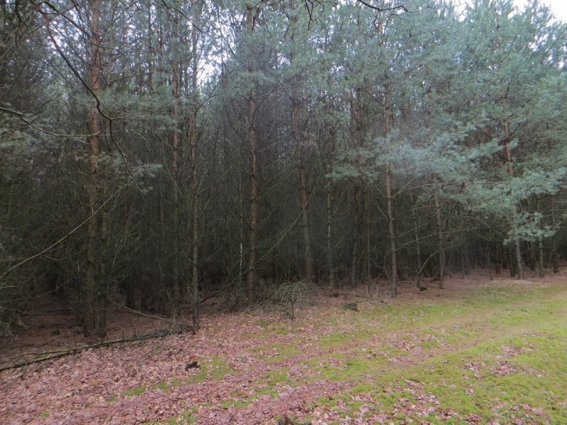 30-jährig 1,5Pflanzabstand-d.jpg