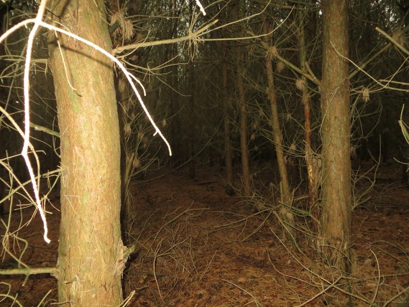 30-jährig 1,5Pflanzabstand-dd.jpg