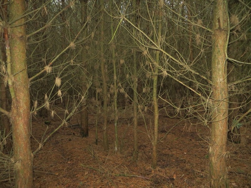 30-jährig 1,5Pflanzabstand-ddd.jpg