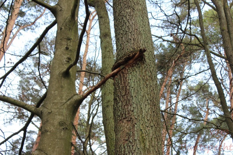 Bildla Nummära 002.jpg