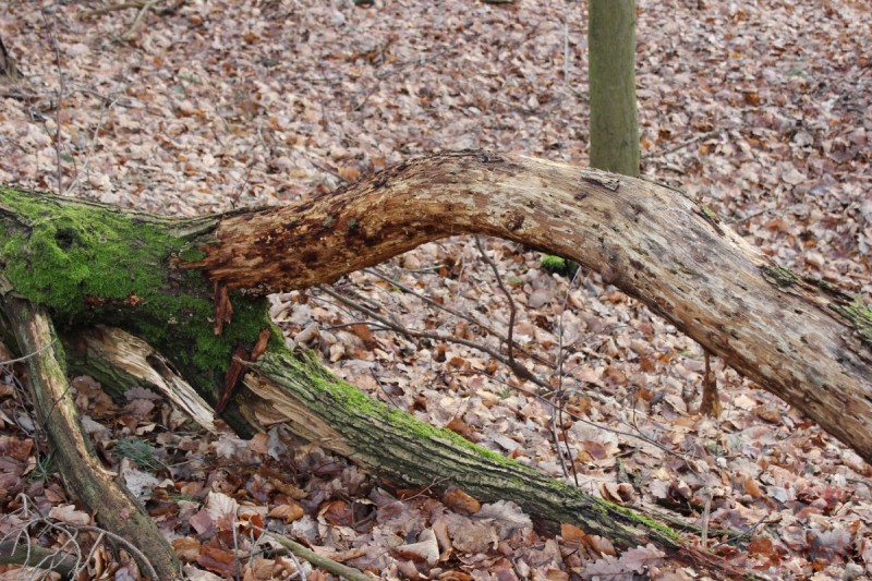 Bildla Nummära 004.jpg