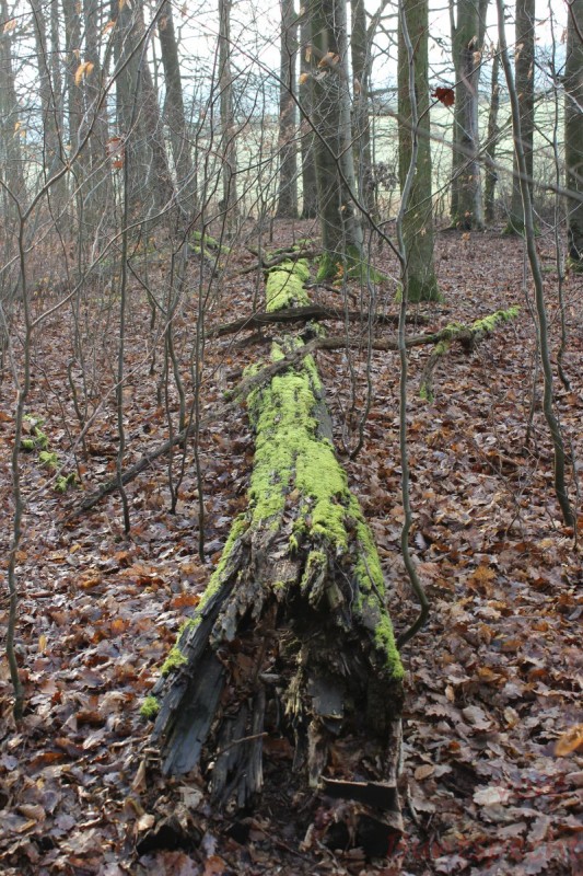 Bildla Nummära 006.jpg