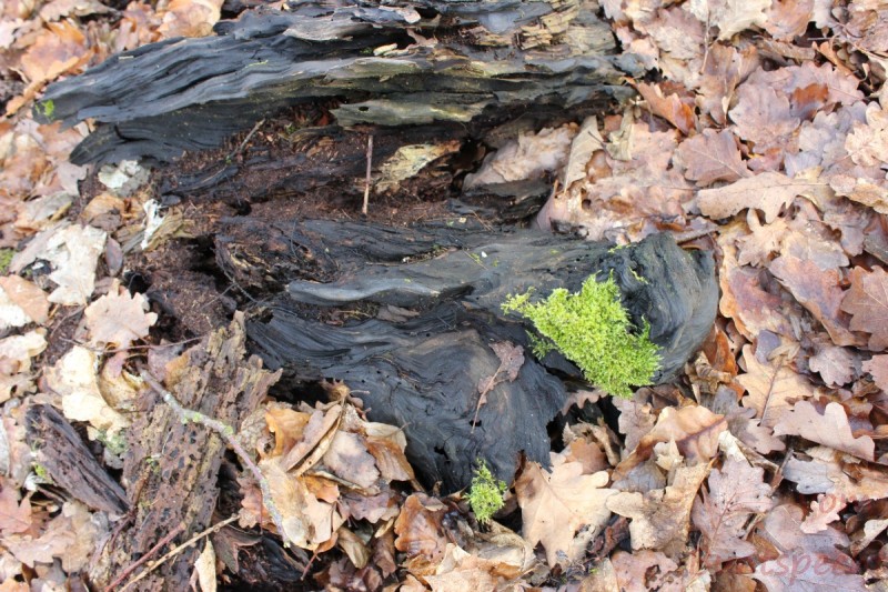 Bildla Nummära 007.jpg