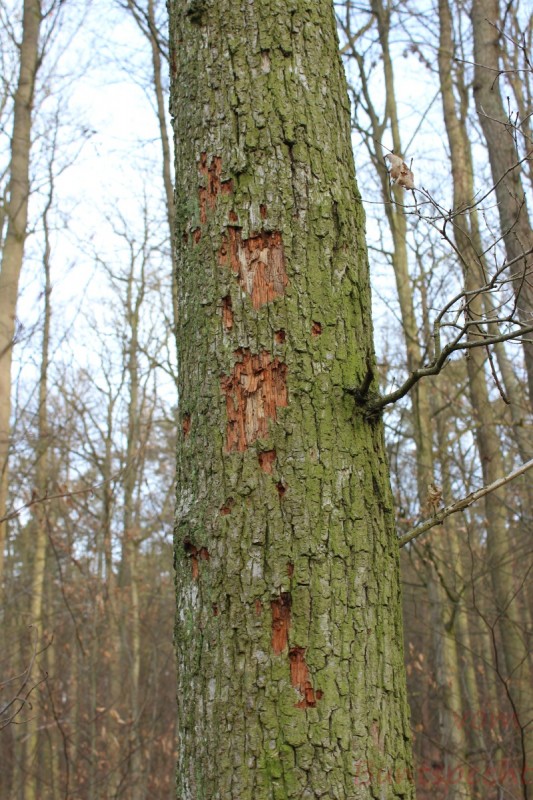 Bildla Nummära 009.jpg