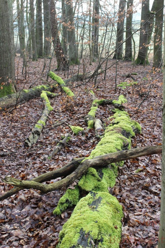 Bildla Nummära 010.jpg