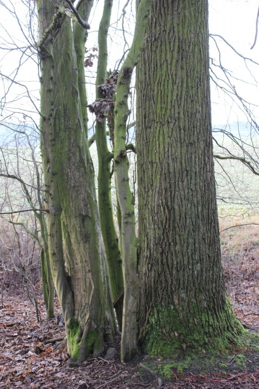 Bildla Nummära 011.jpg