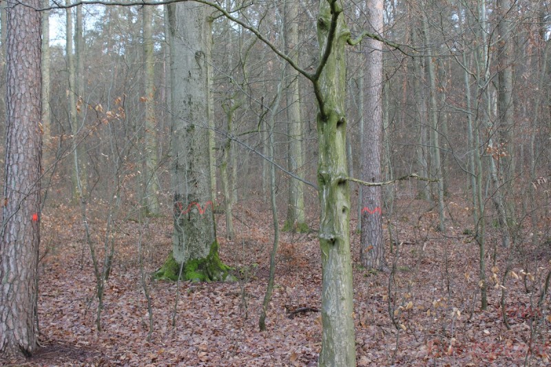 Bildla Nummära 012.jpg