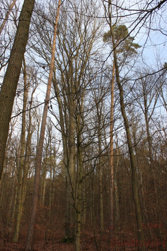 Bildla Nummära 013.jpg