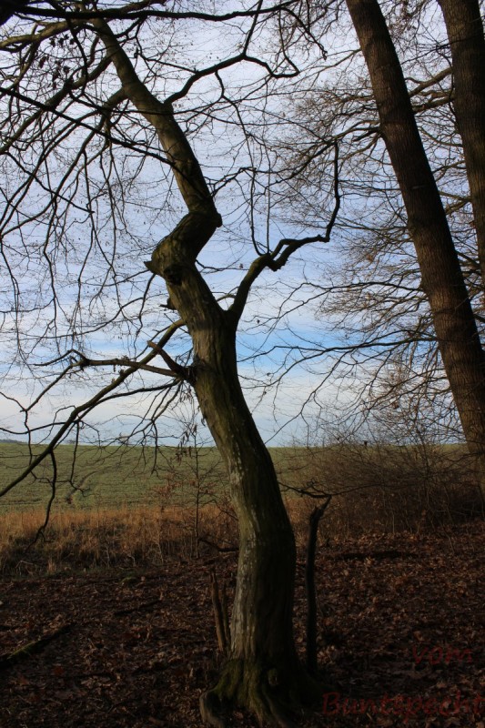 Bildla Nummära 014.jpg