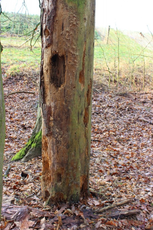 Bildla Nummära 015.jpg