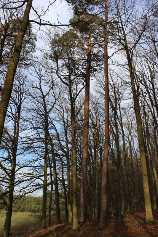 Bildla Nummära 019.jpg