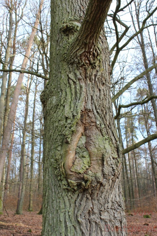 Bildla Nummära 021.jpg