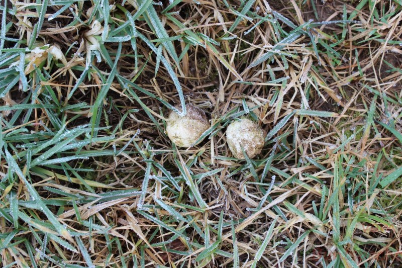 Bildla Nummära 024.jpg