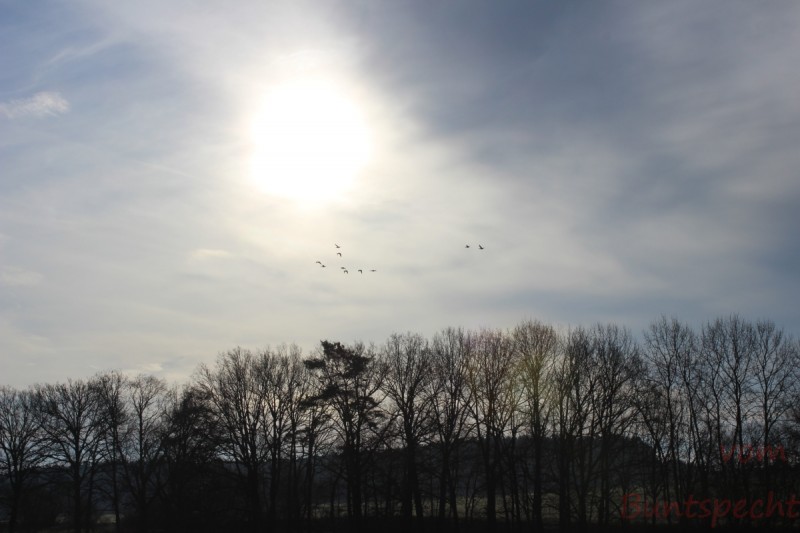 Bildla Nummära 026.jpg