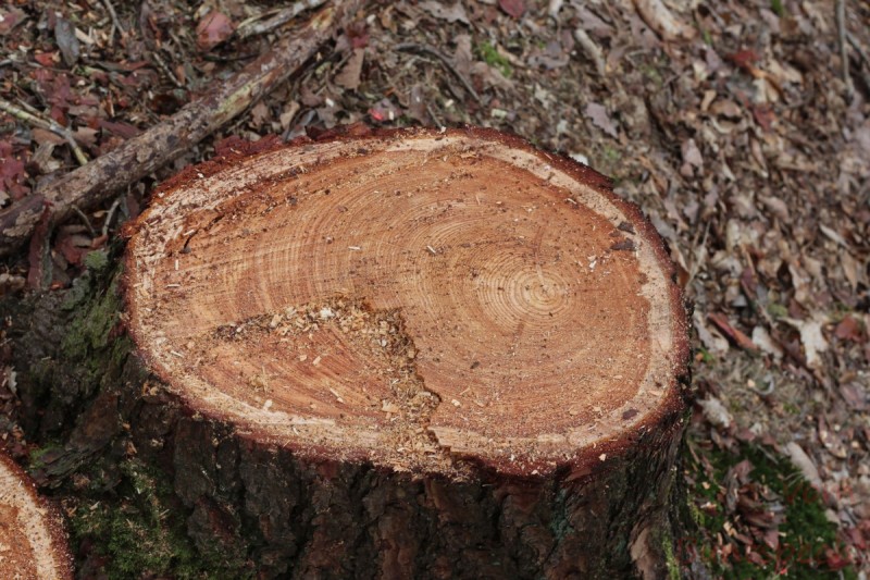 Bildla Nummära 005.jpg