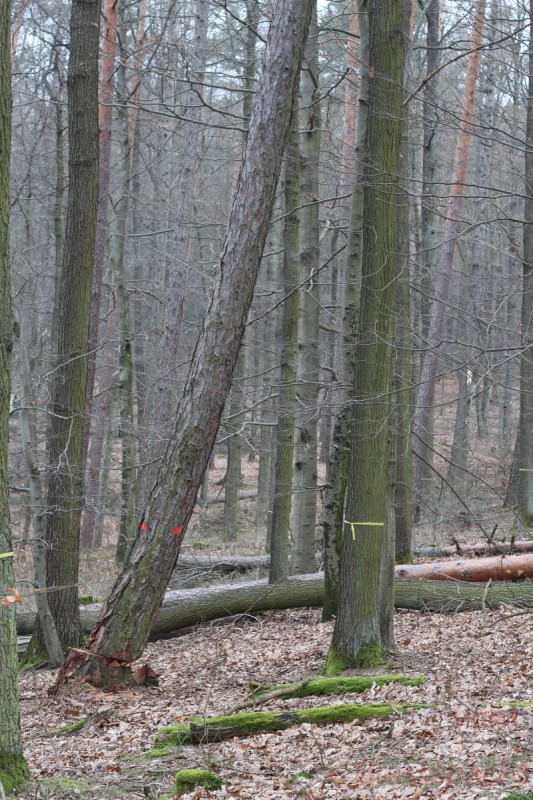 Bildla Nummära 006.jpg