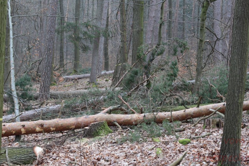 Bildla Nummära 007.jpg