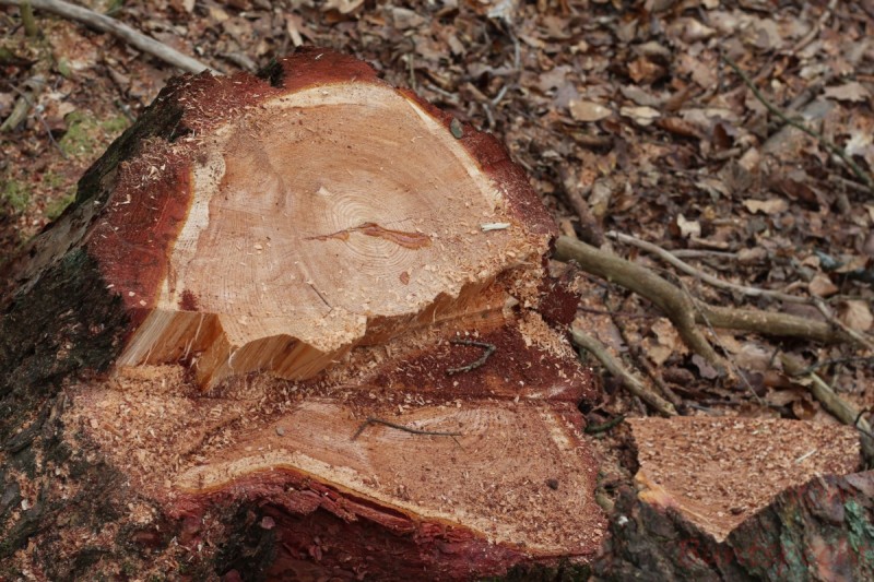 Bildla Nummära 008.jpg