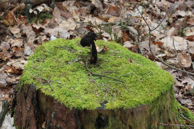 Bildla Nummära 009.jpg