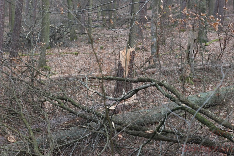 Bildla Nummära 010.jpg