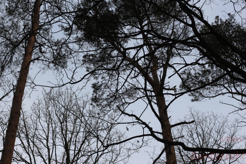 Bildla Nummära 012.jpg