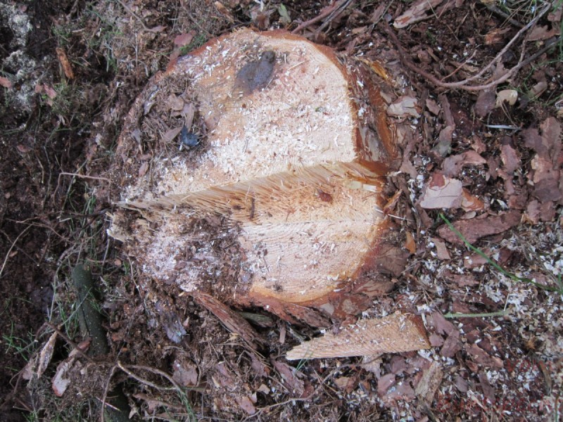 Bildla Nummära 003.jpg