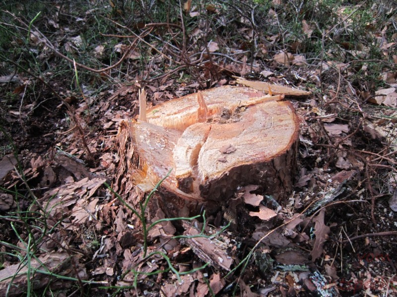 Bildla Nummära 004.jpg