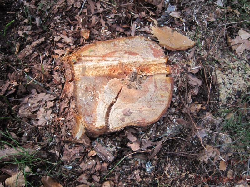 Bildla Nummära 005.jpg