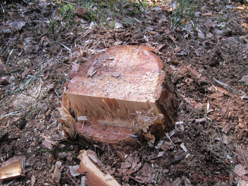 Bildla Nummära 008.jpg