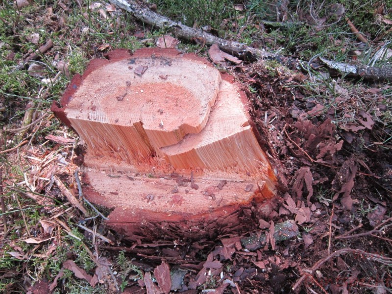 Bildla Nummära 009.jpg