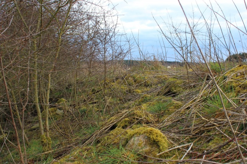 Bildle Nummära 003.jpg