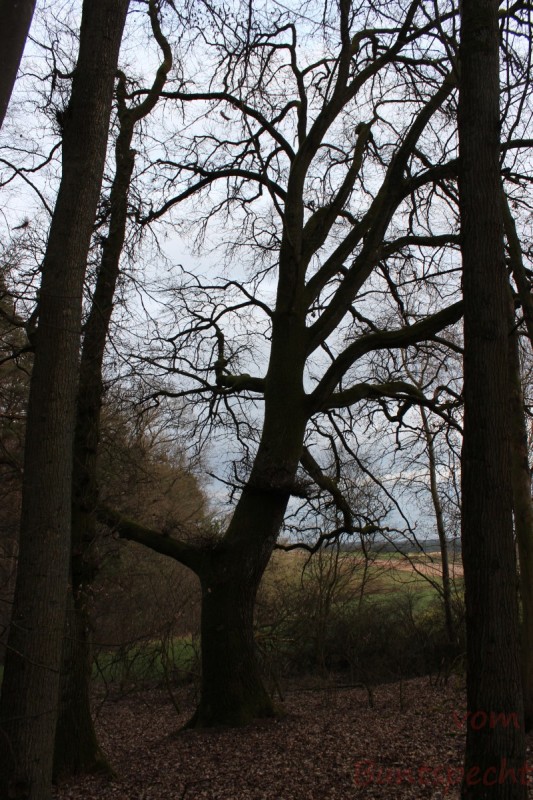 Bildle Nummära 004.jpg