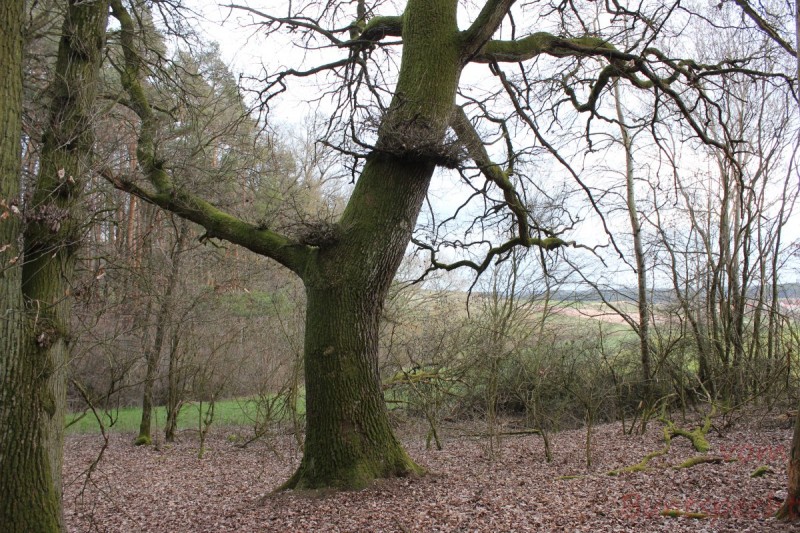 Bildle Nummära 005.jpg