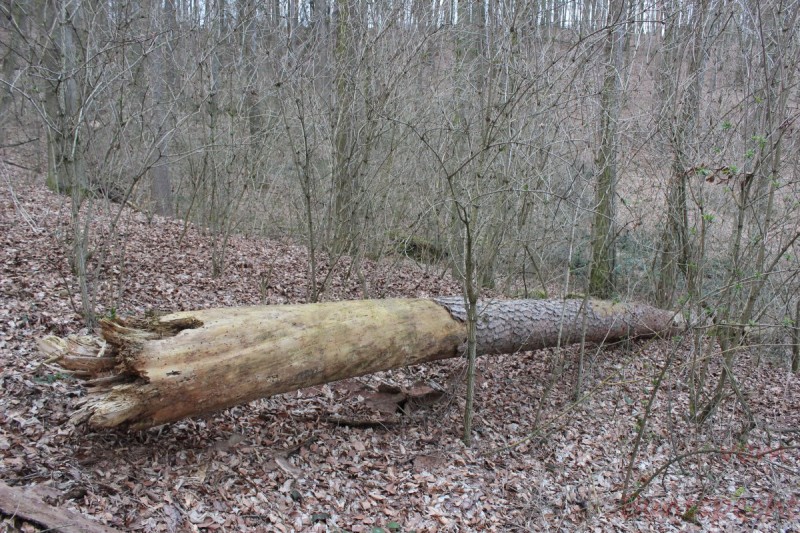 Bildle Nummära 007.jpg