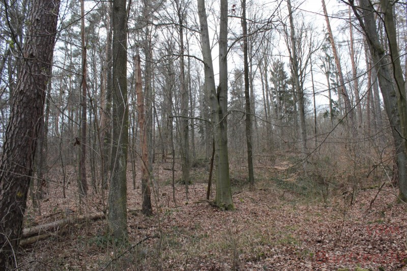 Bildle Nummära 009.jpg