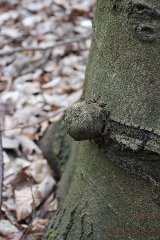 Bildle Nummära 001.jpg