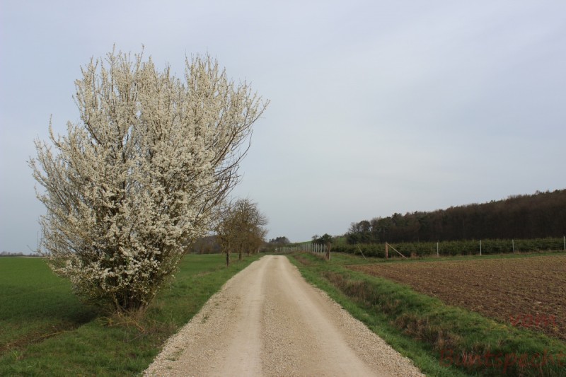 Bildle Nummära 004.jpg