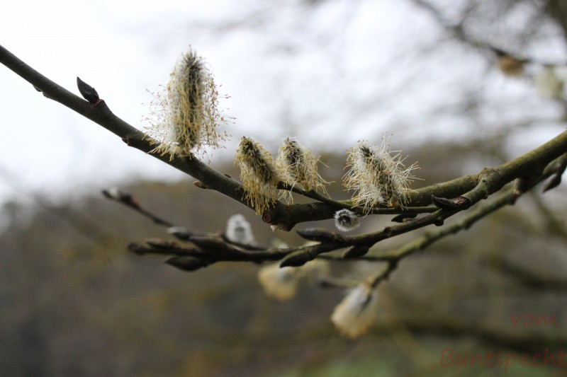 Bildle Nummära 006.jpg