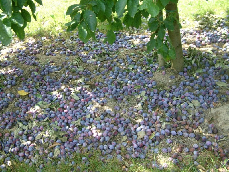 Pflaumen auf  Boden klein.jpg